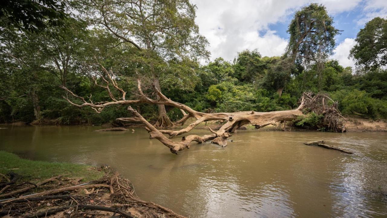 Jungle River Humbhaha Hostel 卡特勒格默 外观 照片